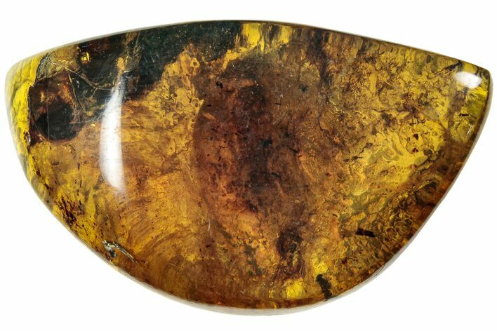 Polished Chiapas Amber ( grams) - Mexico #237449